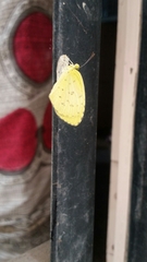 Eurema hecabe
