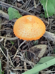 Agaricus trisulphuratus