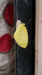 Eurema hecabe
