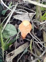 Agaricus trisulphuratus