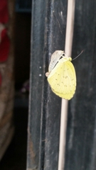 Eurema hecabe