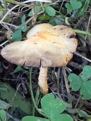 Agaricus trisulphuratus