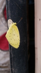 Eurema hecabe