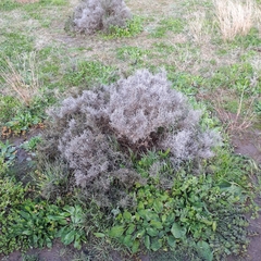 Maireana microphylla