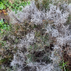 Maireana microphylla