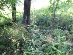 Artemisia integrifolia