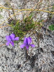 Viola decumbens decumbens