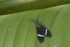 Aclytia albistriga image