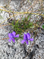 Viola decumbens decumbens