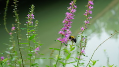 Xylocopa appendiculata