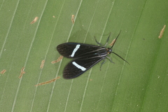 Aclytia albistriga