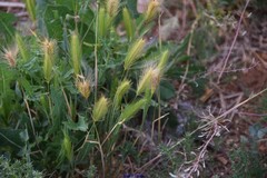 Hordeum murinum leporinum