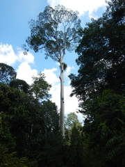 Koompassia excelsa
