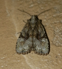 Oligia modica