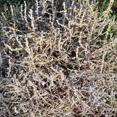 Sclerolaena birchii
