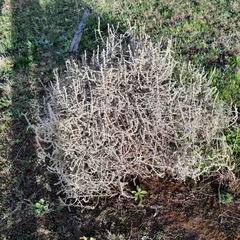 Sclerolaena birchii