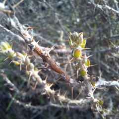 Sclerolaena birchii
