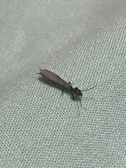 Oligotoma saundersii