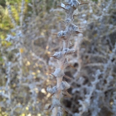 Sclerolaena birchii