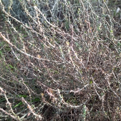 Sclerolaena birchii