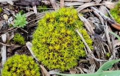 Syntrichia antarctica
