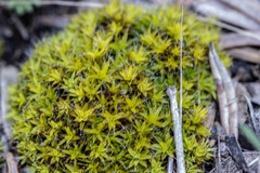 Syntrichia antarctica