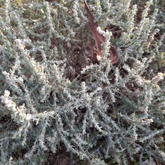Sclerolaena muricata