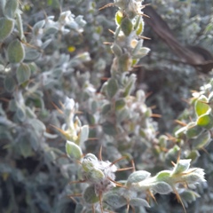 Sclerolaena muricata