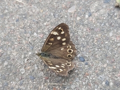 Pararge aegeria
