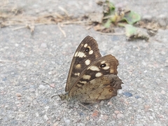 Pararge aegeria