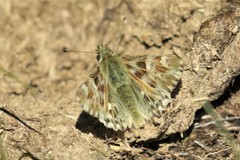 Muschampia lavatherae