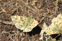 Muschampia lavatherae
