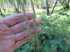 Elymus dahuricus