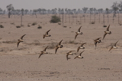 Pterocles senegallus