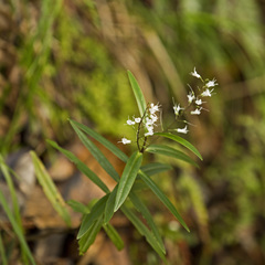 Veronica macrocarpa