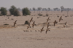 Pterocles senegallus
