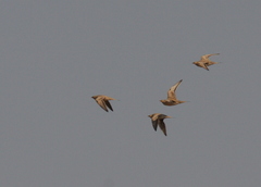 Pterocles senegallus