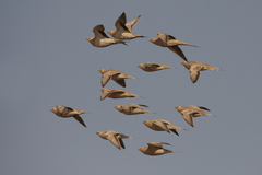 Pterocles senegallus