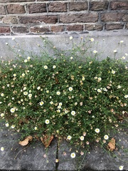Erigeron karvinskianus