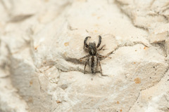 Pseudicius encarpatus