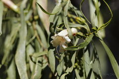 Eremophila bignoniiflora