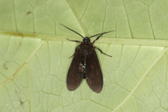 Aclytia ventralis