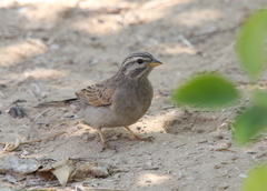 Emberiza striolata