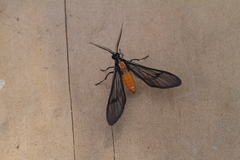 Apeplopoda improvisa