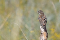 Emberiza cioides