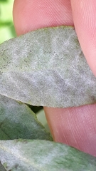 Erysiphe azaleae