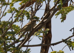Phylloscopus humei