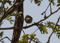 Phylloscopus humei