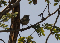 Phylloscopus humei