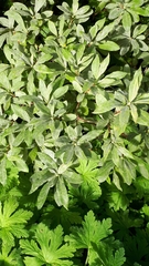 Erysiphe azaleae